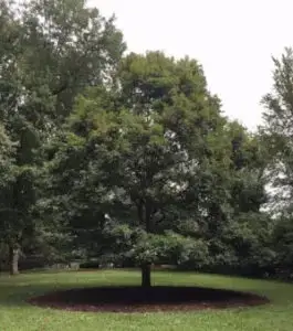 Wye Oak planted by Phyllis Schlafly