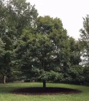 Wye Oak planted by Phyllis Schlafly