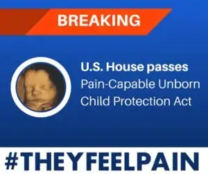 #theyfeelpain
