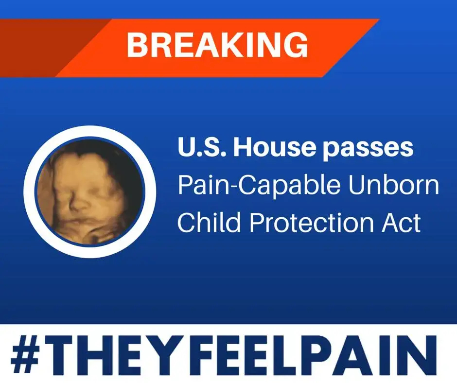 #theyfeelpain