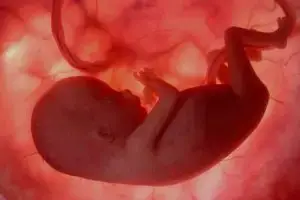 Baby in womb