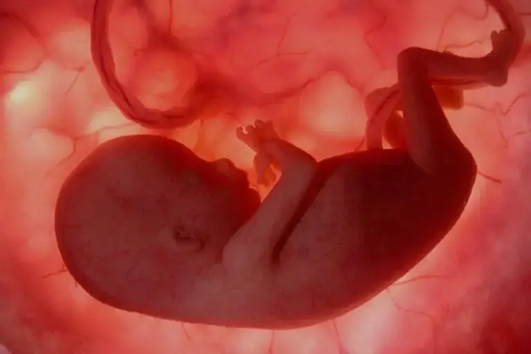Baby in womb