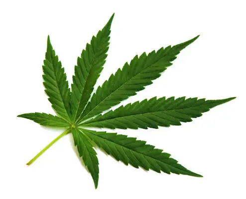 Marijuana