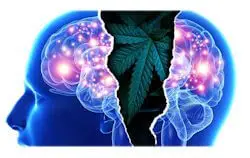 Marijuana, Mental Illness, and Violence