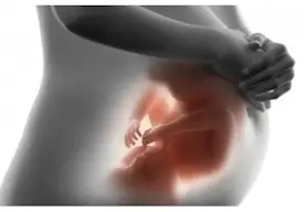 Baby in womb
