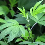Pot