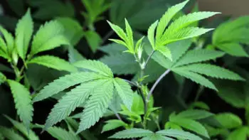 Pot