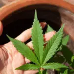 cannabis