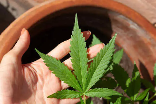 cannabis