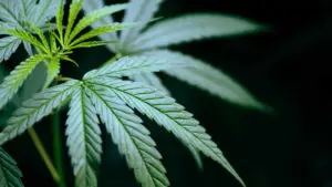 Marijuana