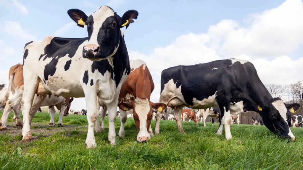 Cattle