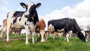 Cattle