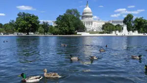 Lame Duck Congress
