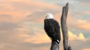 Eagle's tree