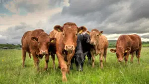 Banning Beef