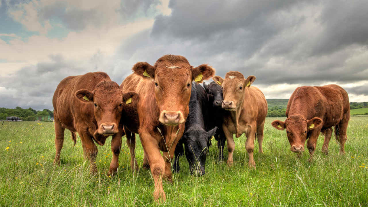 Banning Beef
