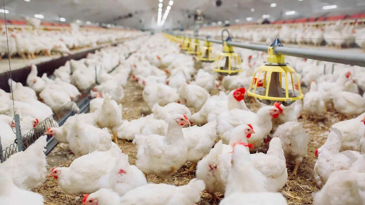 Chickens