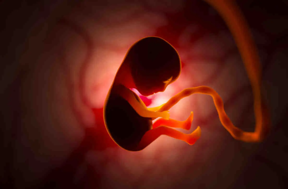 embryo