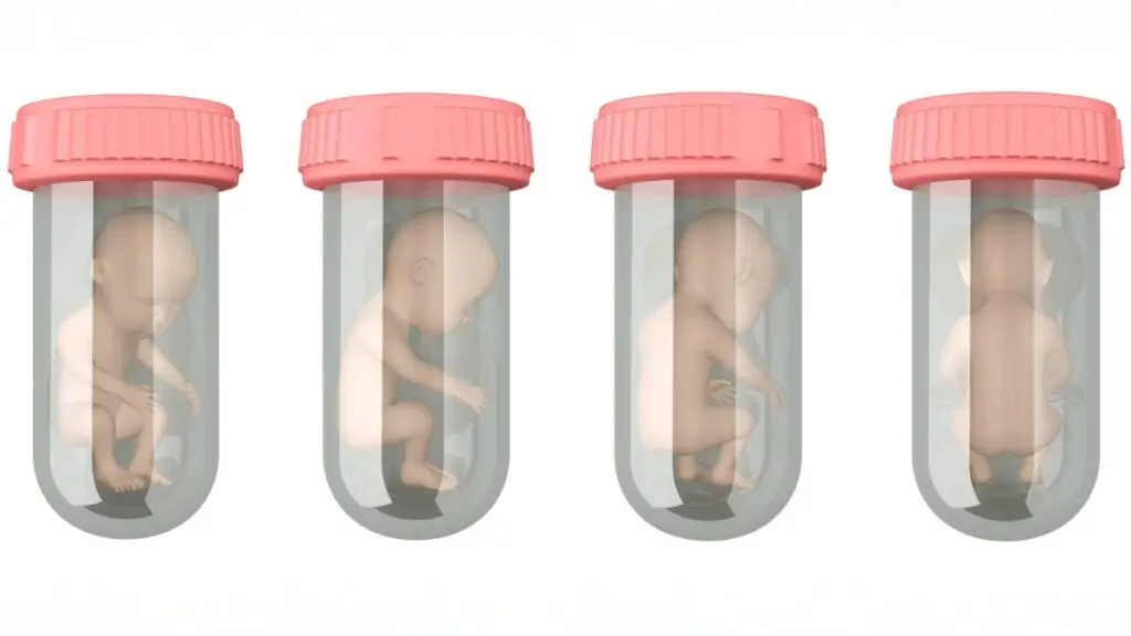 embryos