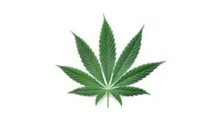 Marijuana