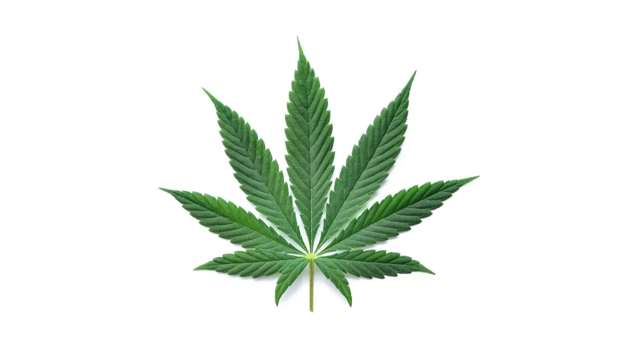 Marijuana